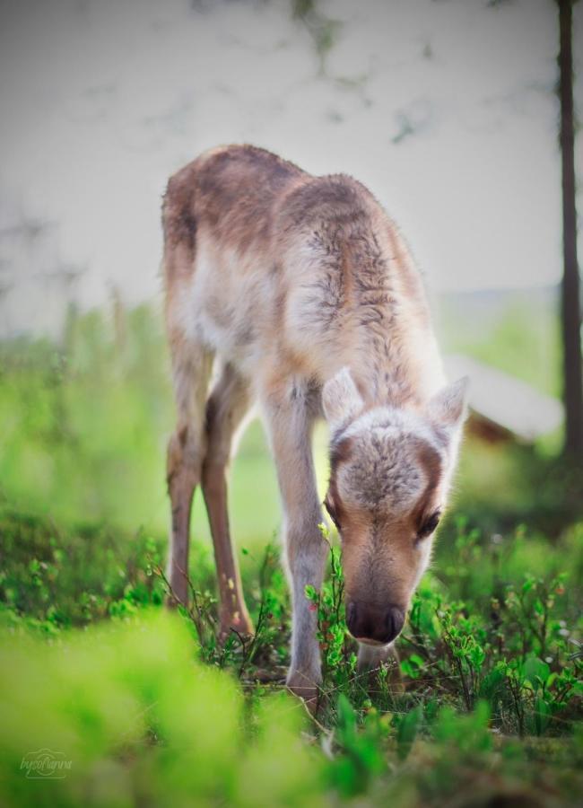 Villa Beautiful Rural Experience With Reindeer Tervola Exterior foto